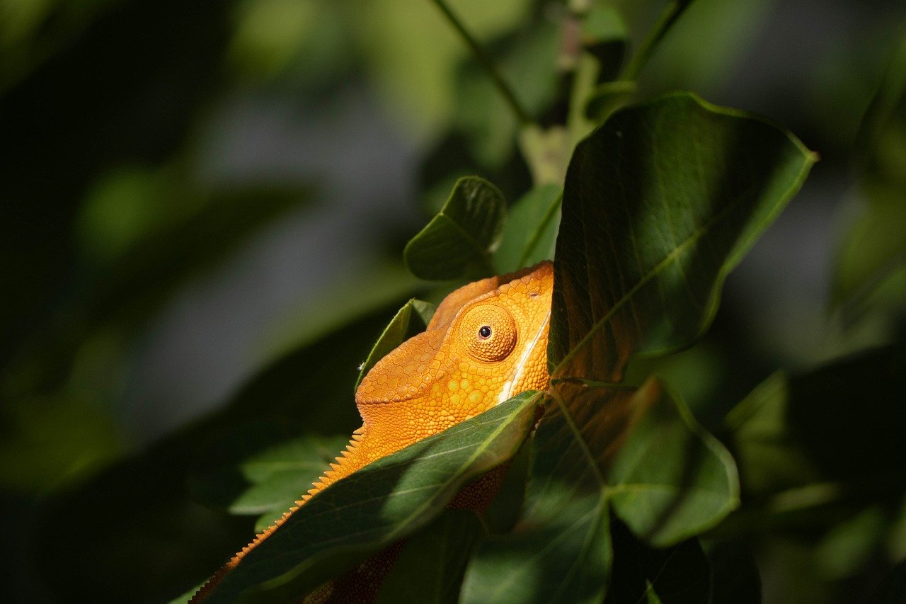 Wildlife Conservation and Ethical Hunting: Can They Coexist?